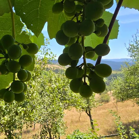 Casa vacanze Miliceva Ruza *